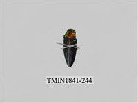 藏品(菲律賓產昆蟲)的圖片